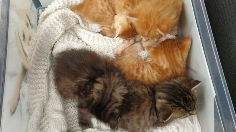 Cinq chatons abandonnés au pied des containers à poubelles
