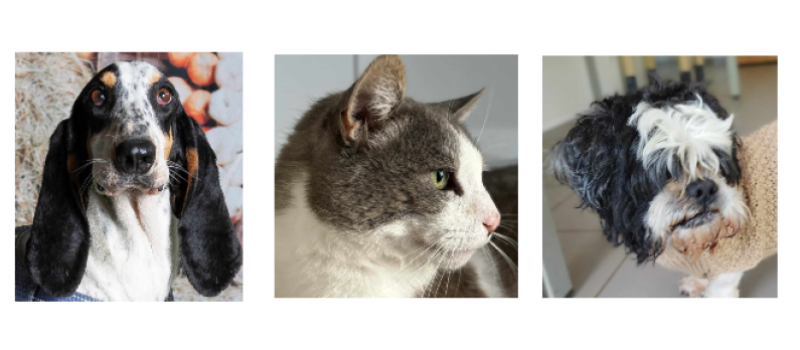Deux adoptions SOS et un matou cette semaine