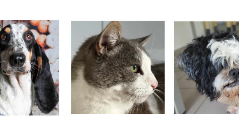 Deux adoptions SOS et un matou cette semaine