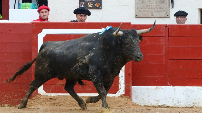 Feria del toro 2024 : deux corridas d'anthologie le dimanche