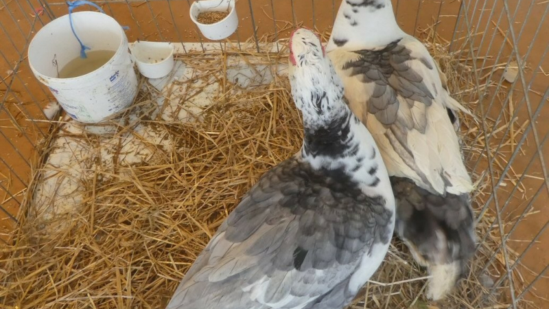 exposition-vente d'animaux de basse-cour avec la SACCOG