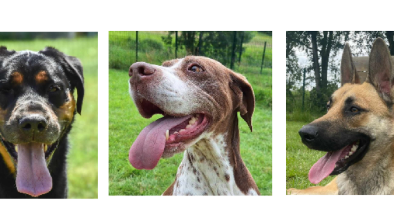 Les derniers arrivés à la SPA : Isis, Iska et Buzz !