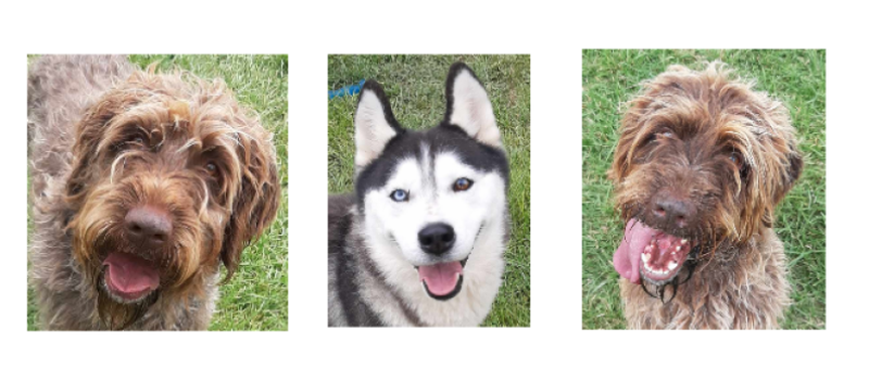 Les petits nouveaux de la semaine : deux frères Griffon Khortals et une demoiselle Husky !