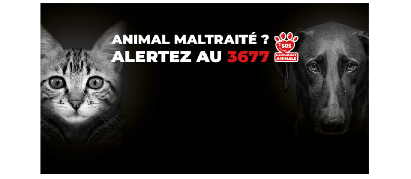 3677 : lancement de la ligne téléphonique nationale de signalement de maltraitance animale  !