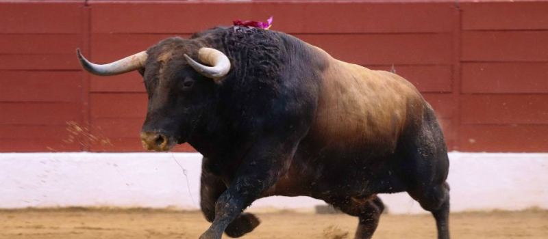 Les chroniques taurines de Zocato réunies dans un ouvrage