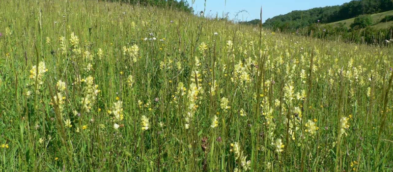 LIFE Coteaux Gascons : protéger un territoire pour soutenir les éleveurs