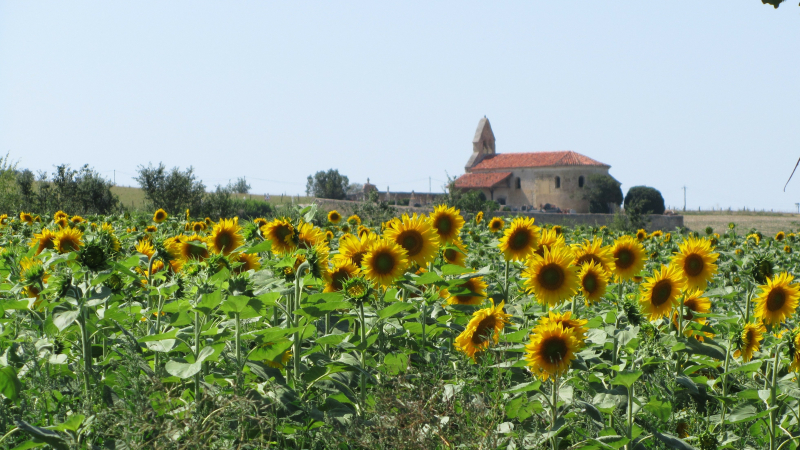 Venez découvrir les orchidées sauvages à la chapelle de Las !