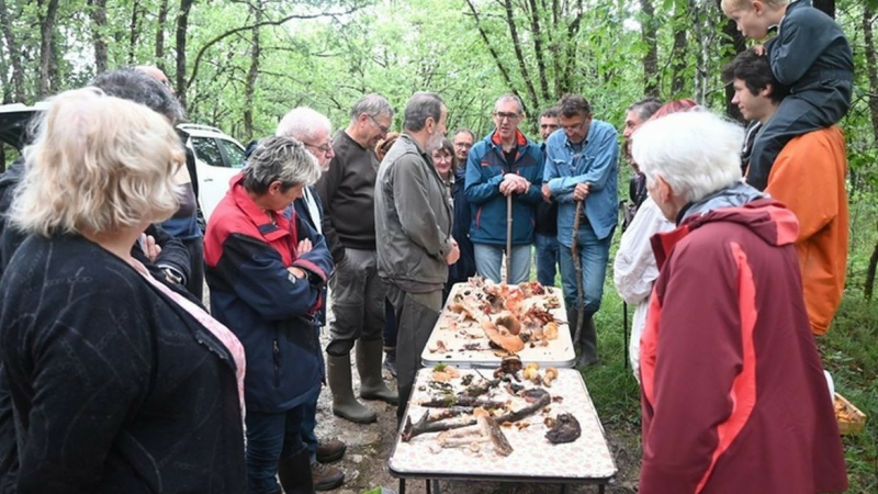C'est la saison des champignons,