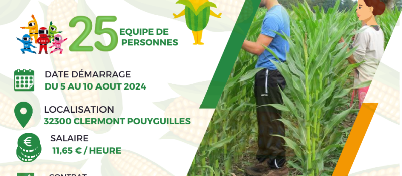 Recherche personnel pour le castrage du maïs