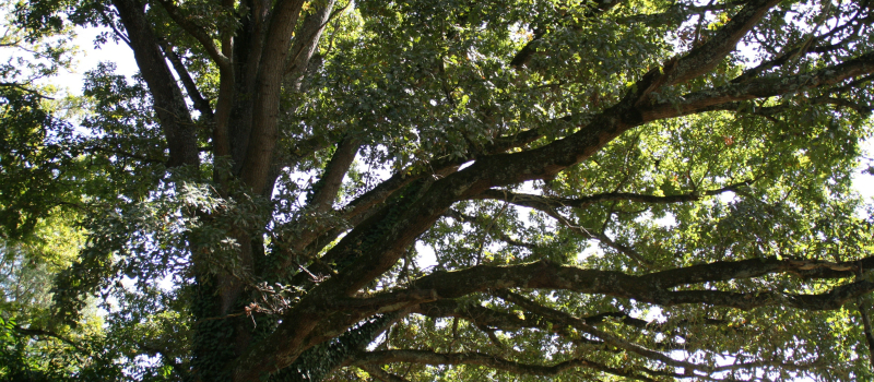 Visite d’une forêt gérée avec intégration de vieux arbres biodiversité le 12 juillet