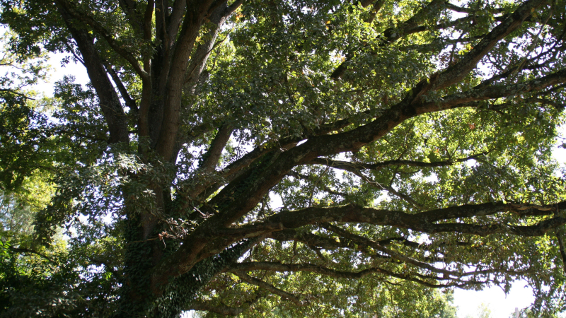 Visite d’une forêt gérée avec intégration de vieux arbres biodiversité le 12 juillet