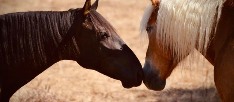 Le projet Mindflulhorse sur DFM 930 mercredi