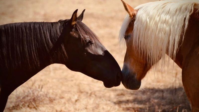 Le projet Mindflulhorse sur DFM 930 mercredi