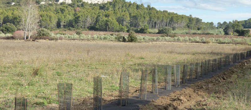 Des aides pour la plantation de haies mais pas seulement