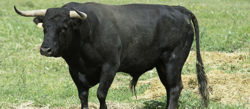Journée taurine 100% bétail français à Riscle samedi !