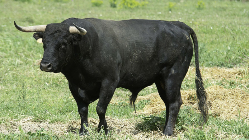 Journée taurine 100% bétail français à Riscle samedi !