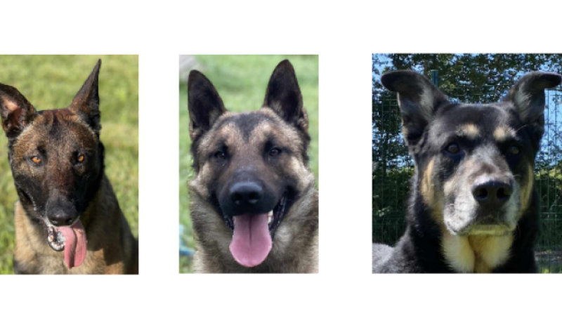 Qui adoptera Sarko... ?