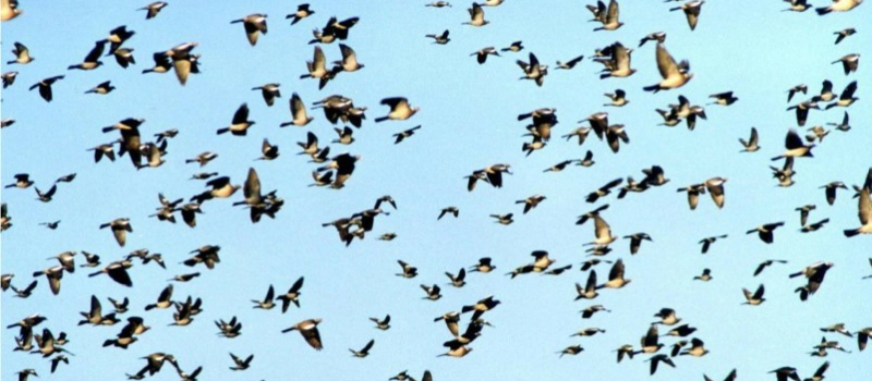 Société de chasse Saint Hubert Osse Auzoue : nombre de chasseurs en baisse