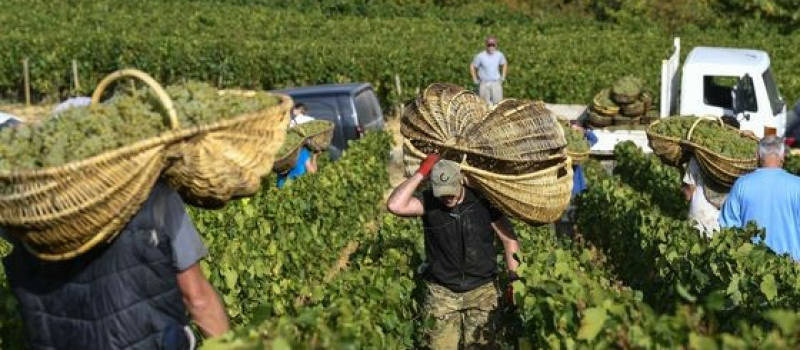 Les travailleur-euses saisonniers ont des droits :l’Union syndicale Solidaires les aide à les défendre !