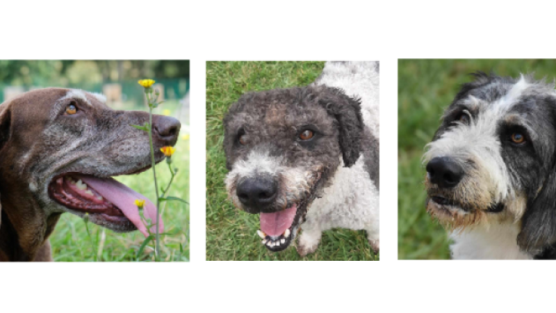 Les juillettistes de la SPA, Holly, Camaron et Bonito !