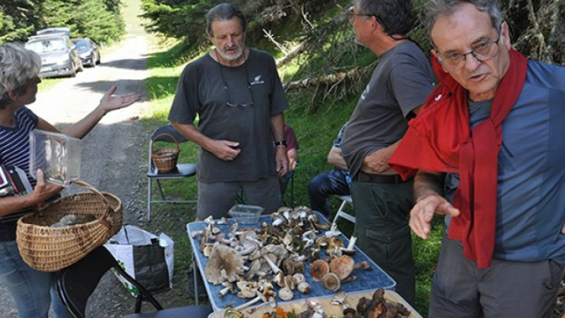 Amateurs de champignons la SMG vous attend