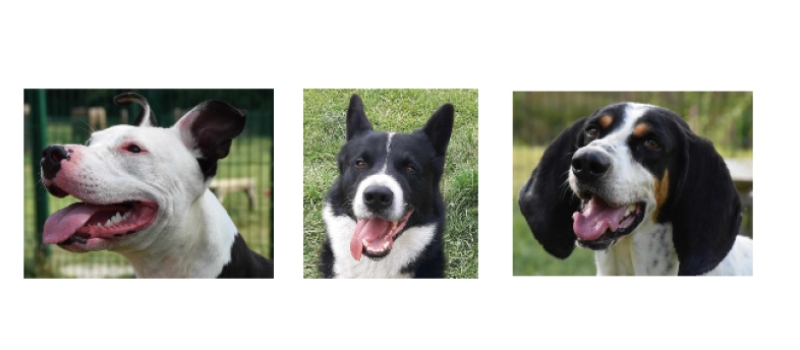Venzo, Valkor et Poki, les trois jeunes chiens de la semaine