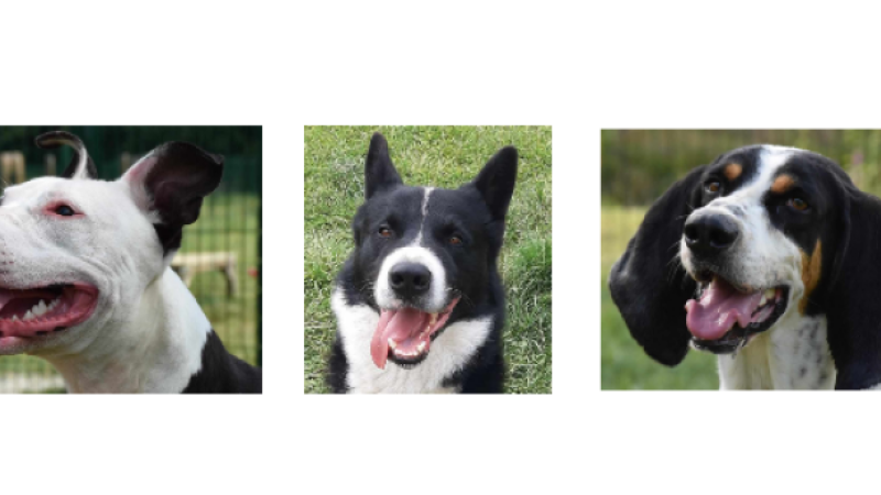 Venzo, Valkor et Poki, les trois jeunes chiens de la semaine