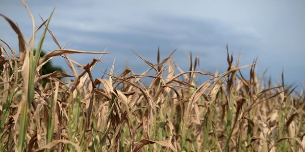 Secheresse-pour-les-agriculteurs-les-restrictions-d-eau-sont-devenues-la-routine.jpg