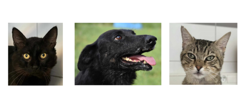 A l'honneur cette semaine, Conor et deux matous, Pompom et Brutus !
