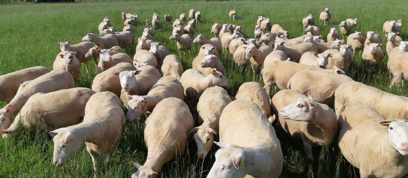 La Coordination Rurale alerte le Préfet sur les conséquences de la FCO