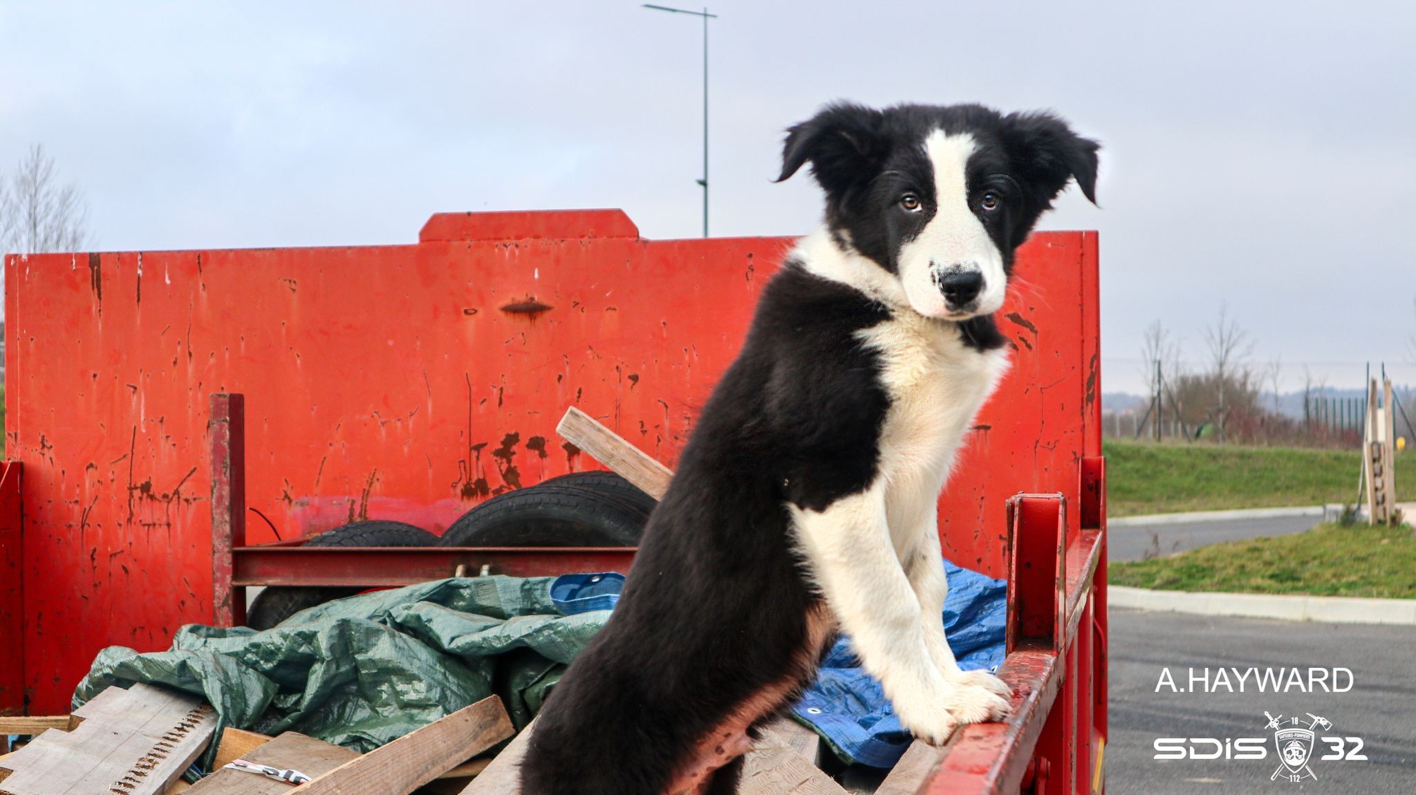 pompiers chiens 4.jpg