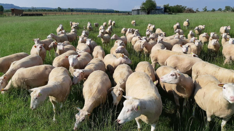 Fièvre Catarrhale Ovine: Philippe Dupouy, Président du Département du Gers, annonce un soutien financier aux éleveurs