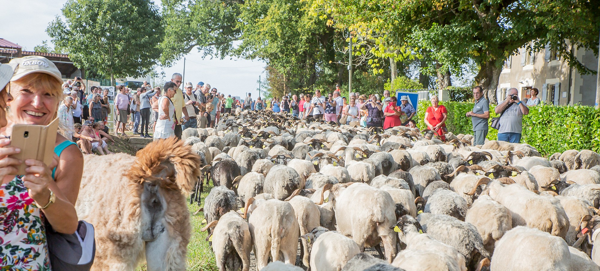 00 Arrivée du troupeau au Musée dupaysan gascon 1bis  210919.jpg