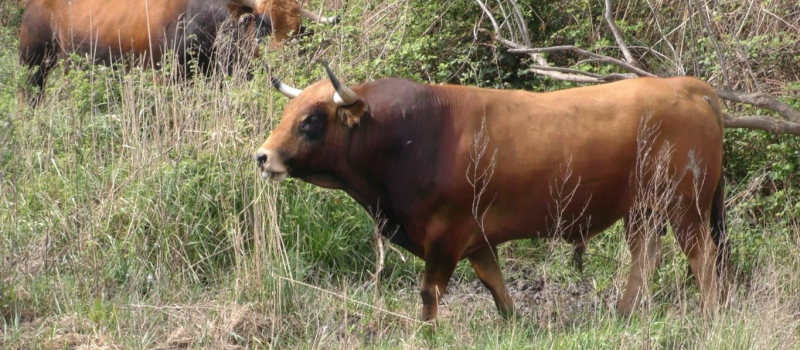 Journée taurine