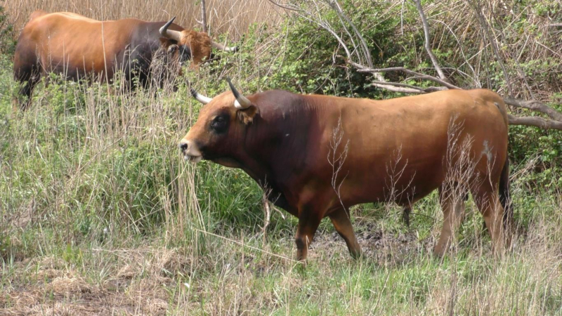 Journée taurine
