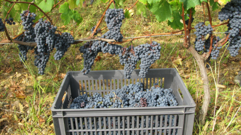 Fête des vendanges au Domaine de Saux