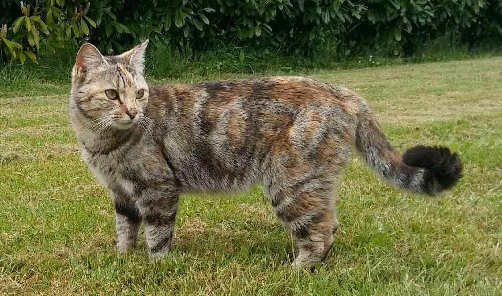 Minette 29042017 2.jpg
