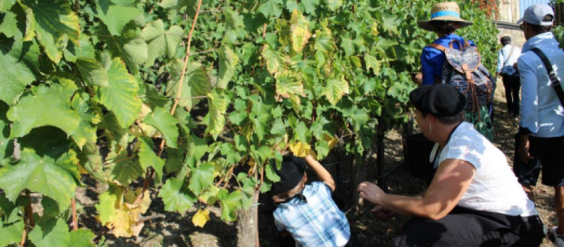 Vendanges de l’escalier monumental : inscrivez-vous !