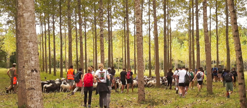 Le troupeau Iriberri en transhumance arrive le 18 septembre dans le Gers