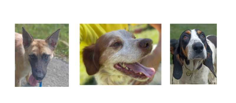 A la une cette semaine, Diane, Coco et Zadig