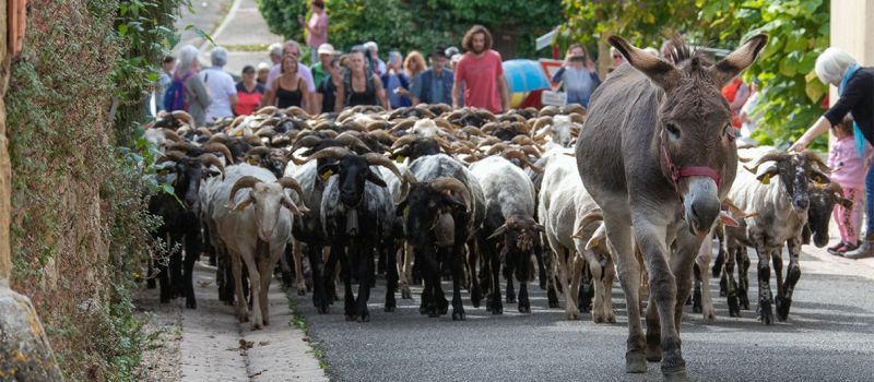 le transhumance passait par Saint Mont