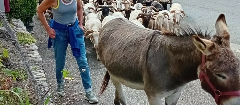 Une transhumance conviviale entre nature et traditions