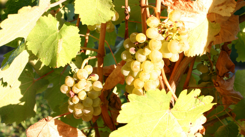 Revenons sur nos pas au temps des préparatifs des vendanges