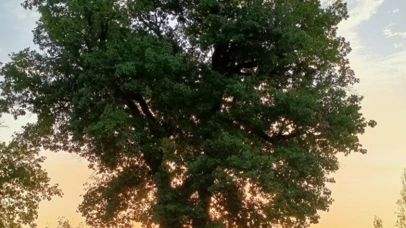 Bientôt "La Fête de l'Arbre" 2024