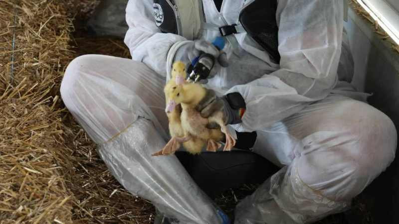 Nouvelle campagne de vaccination obligatoire des canards contre l’Influenza aviaire hautement pathogène dans le Gers