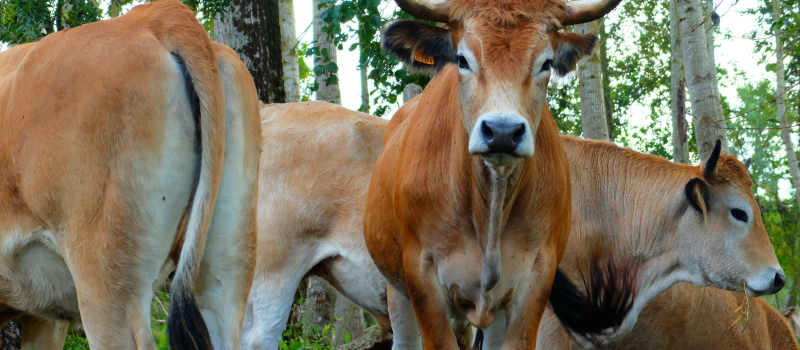 Les paysan.nes doivent être les garants de la biodiversité !