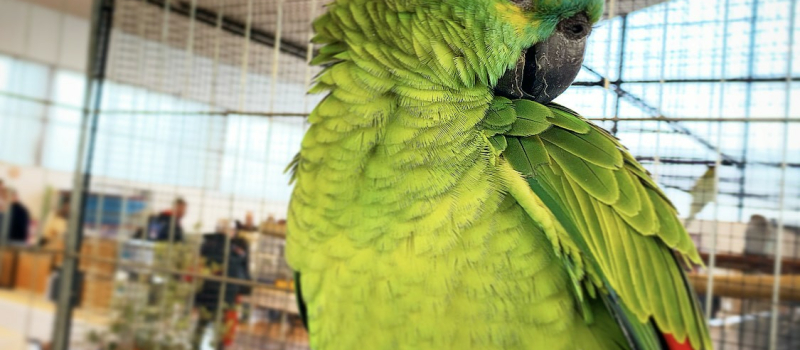 55ème championnat de France des oiseaux exotiques