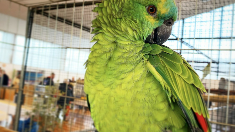 55ème championnat de France des oiseaux exotiques