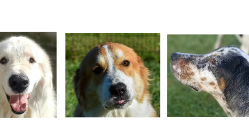 Les trois nouveaux venus de la semaine, trois jeunes chiens !