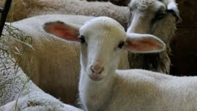 COMMUNIQUÉ recrudescence de la fièvre catarrhale ovine